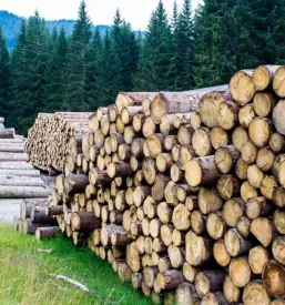 Razrez in prodaja hlodovine podravska