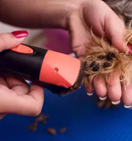 Pasji salon Ljubljana, Gorenjska