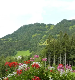 Najem apartmaja na mirni lokaciji cerkno