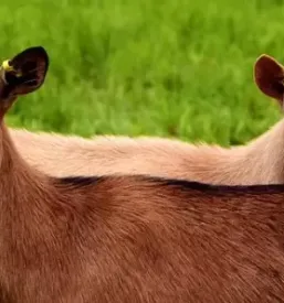 Sladoled iz kozjega mleka savinjska