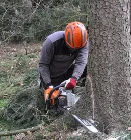 Posek in spravilo lesa Vodice, Kranj