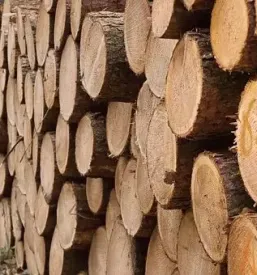 Gozdarska sečnja lesa Kranj