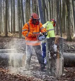 Ugodna secnja in spravilo lesa posavje