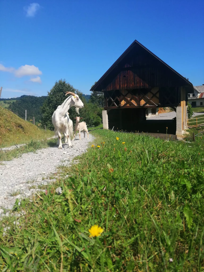 Najem piknik prostora Planina nad Horjulom