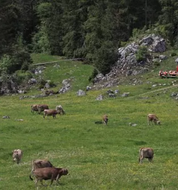 Prenocisca v domu planincev logarska dolina