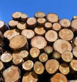 Ugodno spravilo lesa gorenjska