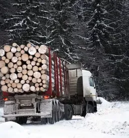 Ugodna secnja lesa gorenjska