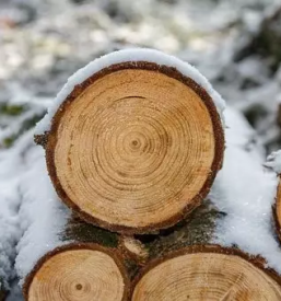 Ugodno spravilo lesa ivancna gorica kocevje