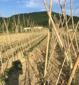 Dobra restavracija v piranu