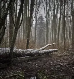 Spravilo lesa Osrednja Slovenija