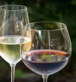 Kvalitetna rdeča in bela vina Kras