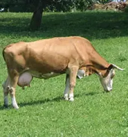 Odkup kravjega mleka Gorenjska