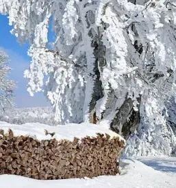 Ugoden posek in spravilo lesa Idrija