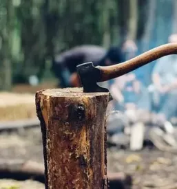 Odkup lesa Slovenija