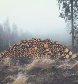 Ugoden odkup in prodaja lesa - storitve nudimo po vsej Sloveniji