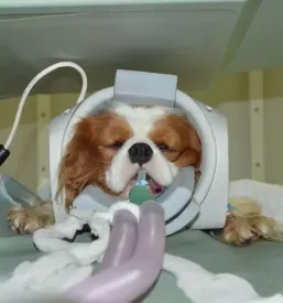 Veterinarska ambulanta Ljubljana, Bežigrad