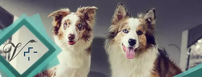 veterinar velenje