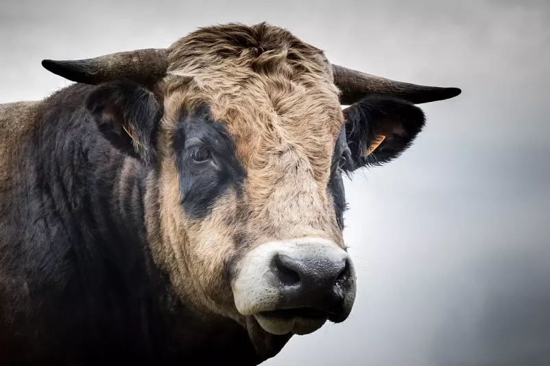 Veterinarska ambulanta v osemenjevalnem središču Preska, Medvode
