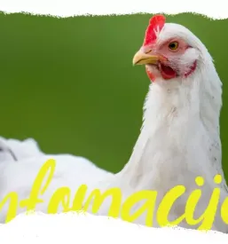 Kvalitetno piscancje meso v sloveniji