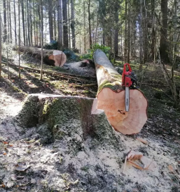 Prodaja in odkup hlodovine gornji grad savinjska