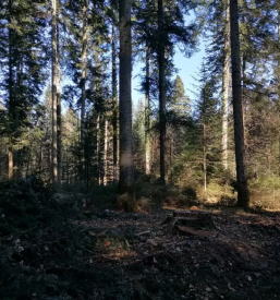 Prodaja in odkup hlodovine gornji grad savinjska