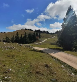 Prodaja in odkup hlodovine gornji grad savinjska