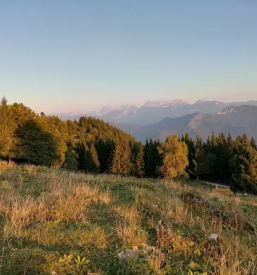 Ugodna prodaja in odkup hlodovine koroska