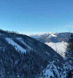 Ugodna prodaja in odkup hlodovine koroska