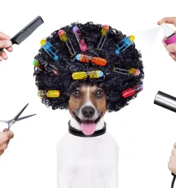 Dober pasji salon lesce