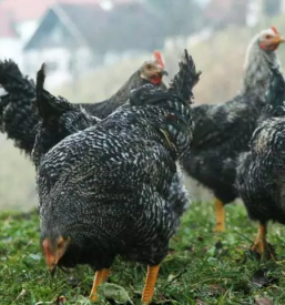 Dobra gostilna podcetrtek rogaska slatina