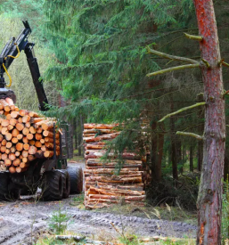 Ugoden posek in spravilo lesa kocevje bela krajina