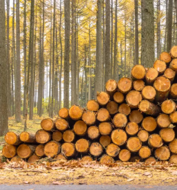 Ugoden posek in spravilo lesa kocevje bela krajina