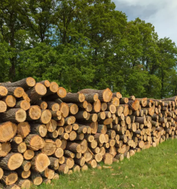 Ugoden posek in spravilo lesa kocevje bela krajina