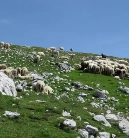 Koča na Kriški gori, Gorenjska delovni čas