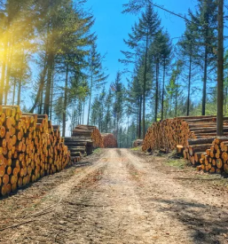 Secnja in spravilo lesa tabor okolica