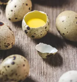 Prodaja svežih in vloženih prepeličjih jajc Bela krajina