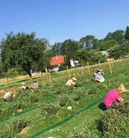 Ugodni Haskap izdelki Slovenija