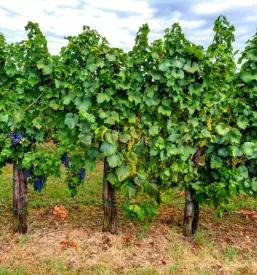 Vina Bizeljsko