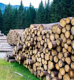 Posek in spravilo lesa radovljica gorenjska