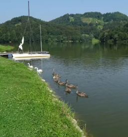 Spletni nakup ribolovnih dovolilnic Slovenija