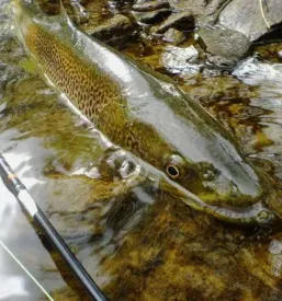 Ribolovne dovolilnice splet