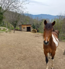 Ugoden najem glamping hiske za osebi ajdovscina