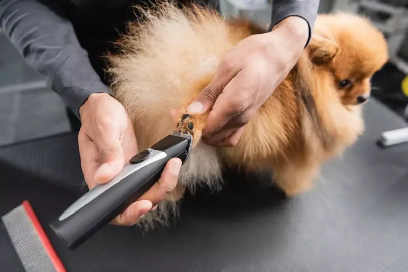 Obiščite dober pasji salon Topolšica
