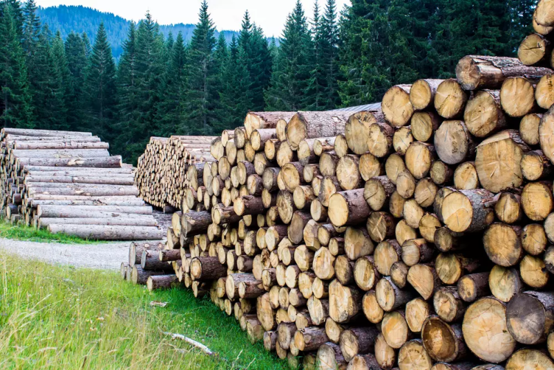 Izdelava gozdnogospodarskih načrtov za gozdove Slovenija