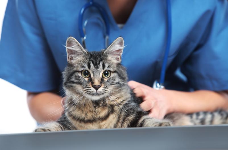 Veterinar v Dravogradu