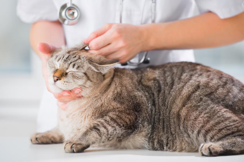 Iščete dobrega veterinarja v Dravogradu?