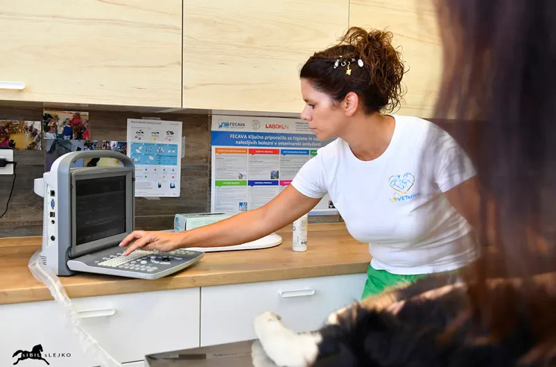 Kvalitetne veterinarske storitve Nova Gorica in okolica