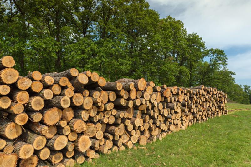 Kvalitetne gozdarske storitve Ajdovščina