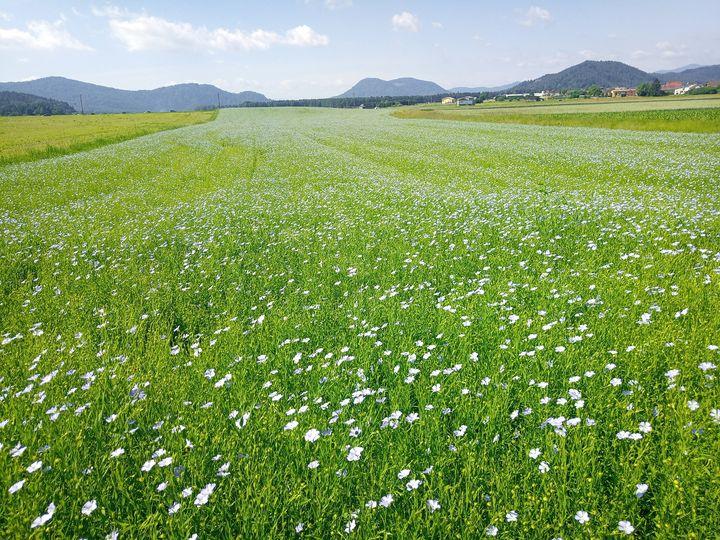 predelava žit