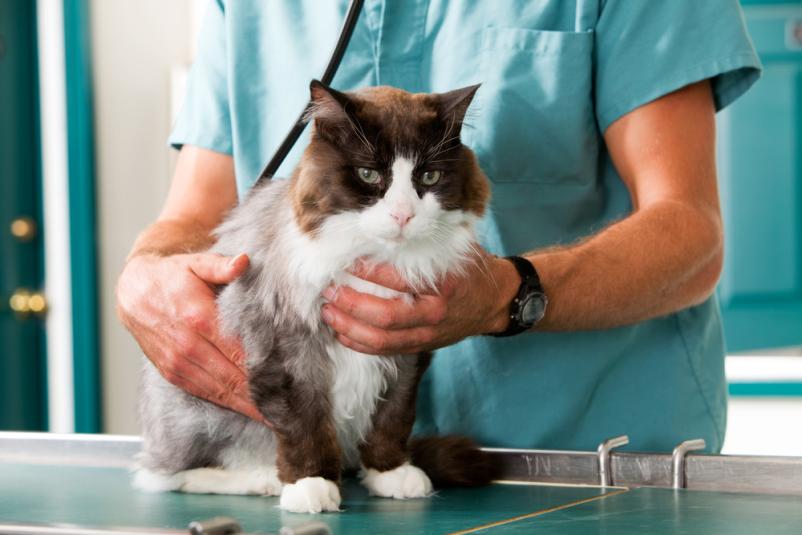 Veterinar Metlika